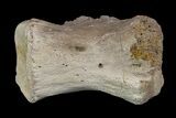 Ornithimimid Cervical Vertebra - Alberta (Disposition #-) #97051-1
